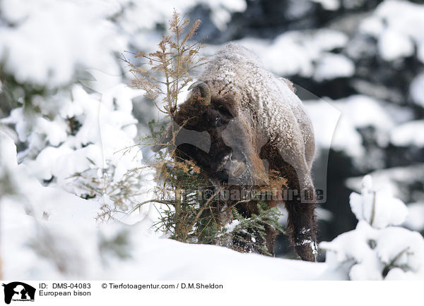 Wisent / European bison / DMS-04083