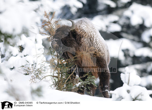 Wisent / European bison / DMS-04085