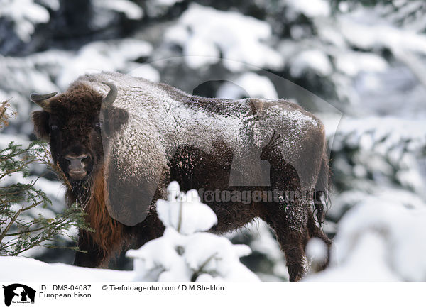 Wisent / European bison / DMS-04087