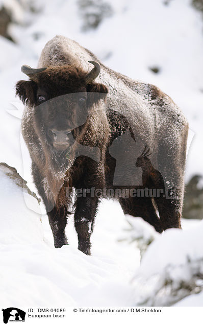 Wisent / European bison / DMS-04089
