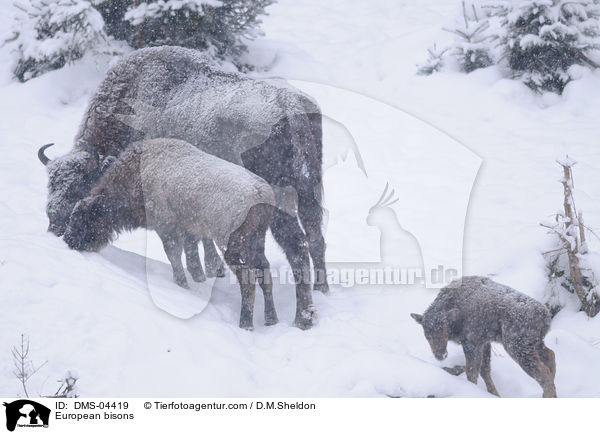 Wisente / European bisons / DMS-04419