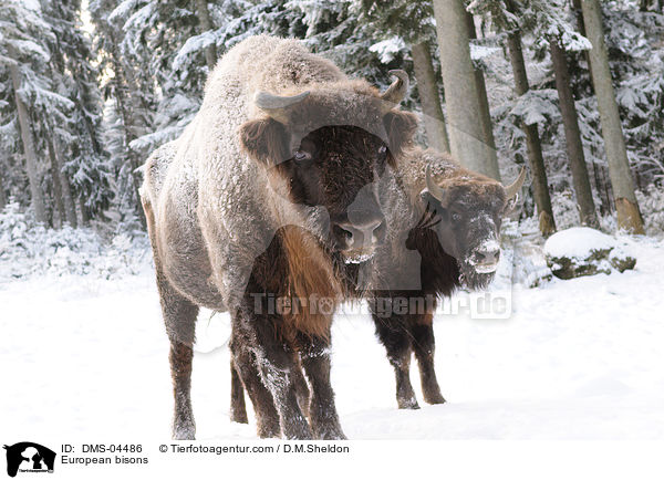 Wisente / European bisons / DMS-04486