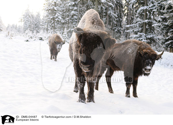 European bisons / DMS-04487