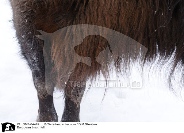 Wisentfell / European bison fell / DMS-04489