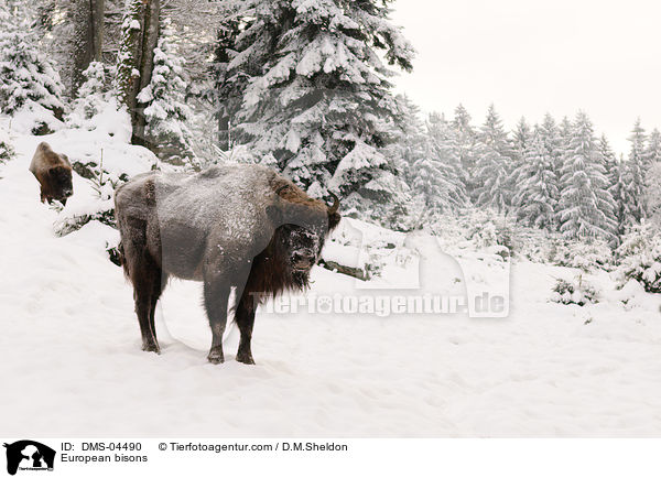 European bisons / DMS-04490