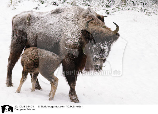 European bisons / DMS-04493