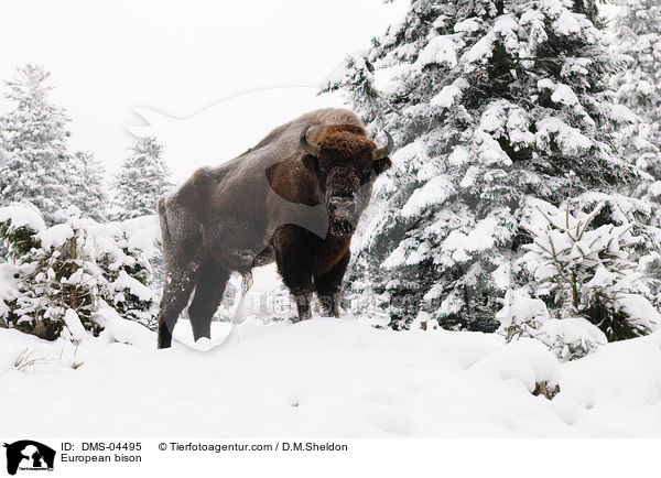 European bison / DMS-04495