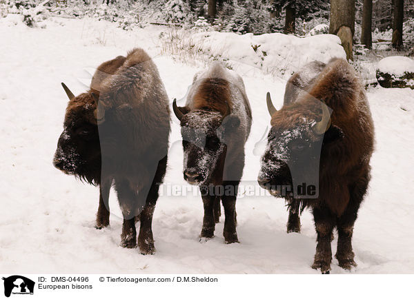 European bisons / DMS-04496