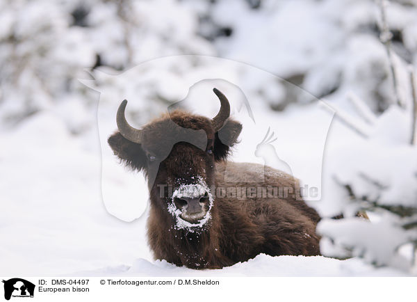 European bison / DMS-04497