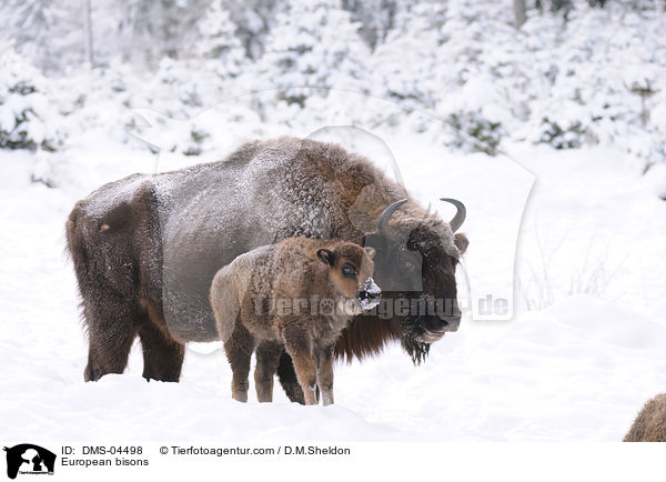 European bisons / DMS-04498