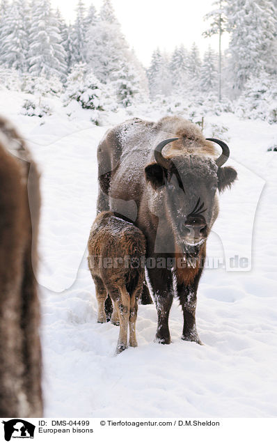 European bisons / DMS-04499