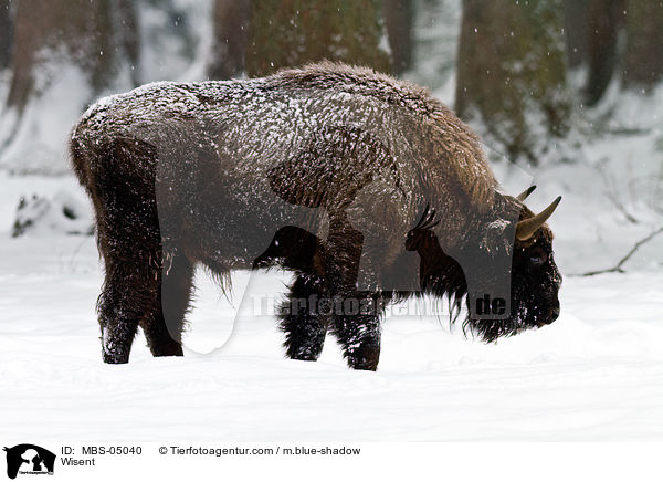 Wisent / Wisent / MBS-05040
