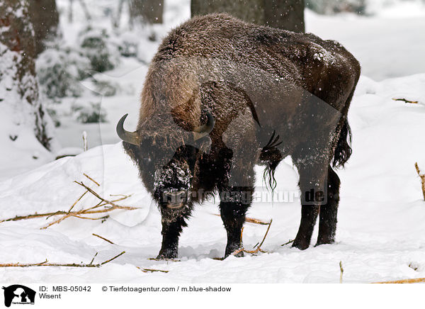 Wisent / MBS-05042