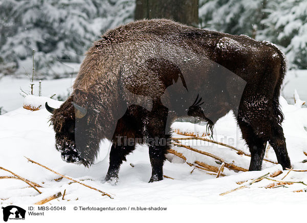 Wisent / MBS-05048