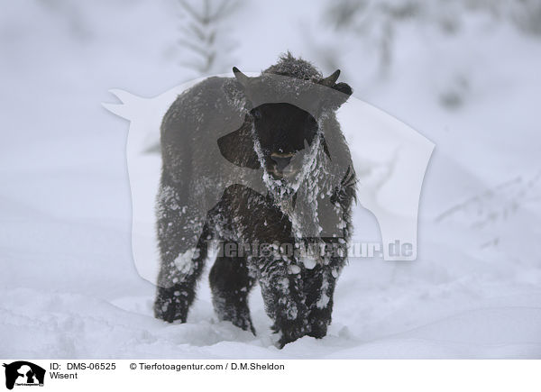 Wisent / Wisent / DMS-06525