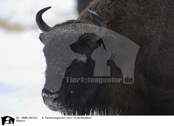 Wisent / Wisent / DMS-06532