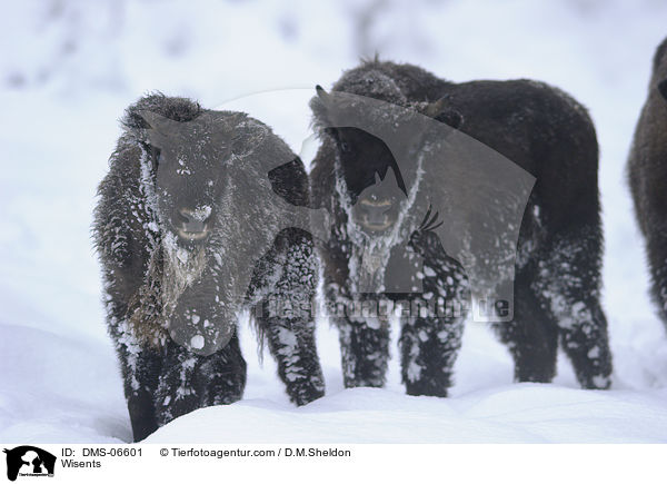 Wisente / Wisents / DMS-06601