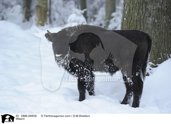 Wisent / Wisent / DMS-06608