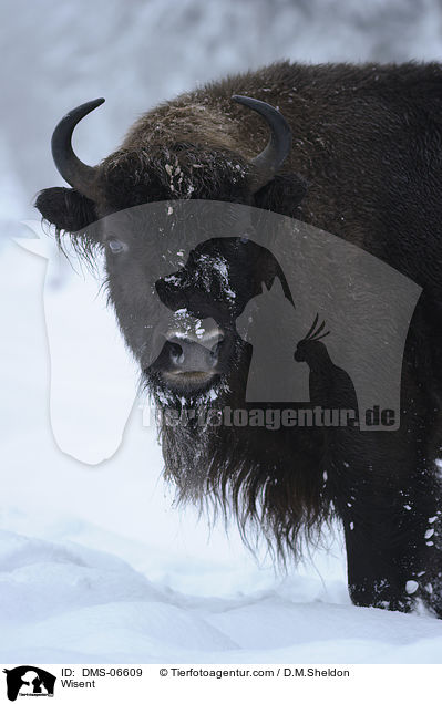 Wisent / Wisent / DMS-06609