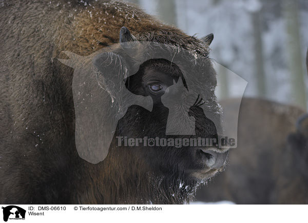 Wisent / Wisent / DMS-06610