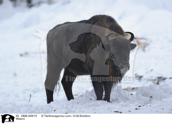 Wisent / Wisent / DMS-06615