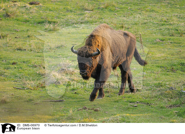 Wisent / European bison / DMS-06970