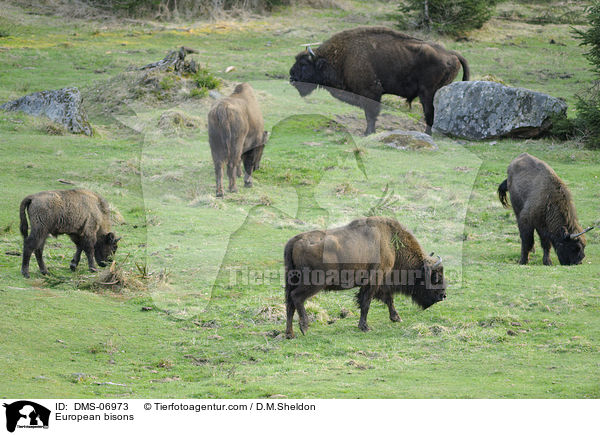 Wisente / European bisons / DMS-06973