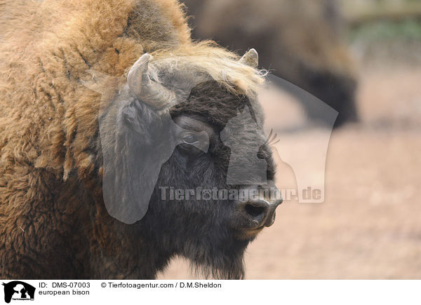 Wisent / european bison / DMS-07003