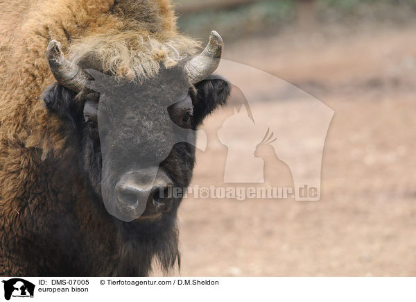 Wisent / european bison / DMS-07005