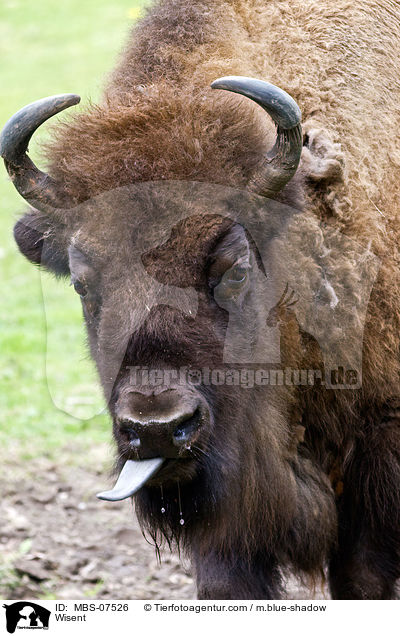 Wisent / Wisent / MBS-07526