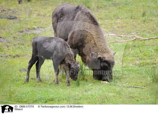 Wisent / Wisent / DMS-07579