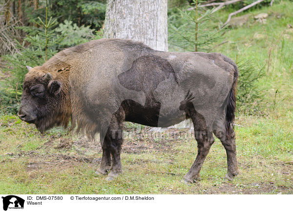 Wisent / Wisent / DMS-07580