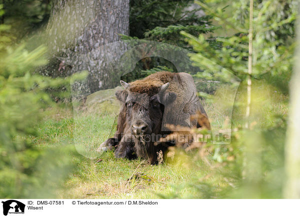 Wisent / Wisent / DMS-07581