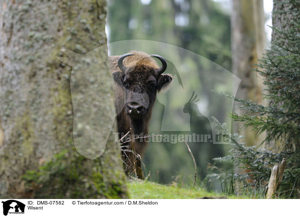 Wisent / Wisent / DMS-07582