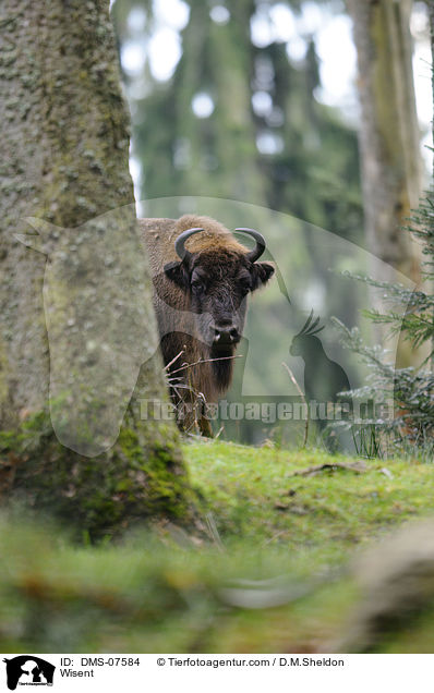 Wisent / Wisent / DMS-07584