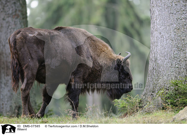Wisent / Wisent / DMS-07585