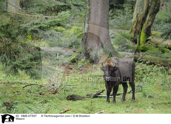 Wisent / Wisent / DMS-07597