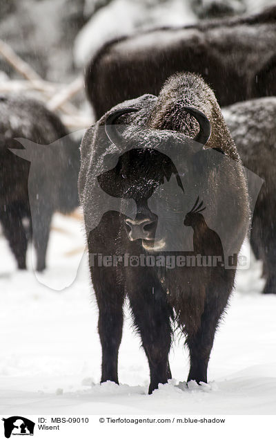 Wisent / Wisent / MBS-09010
