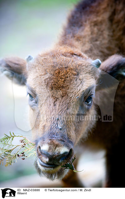 Wisent / MAZ-03886