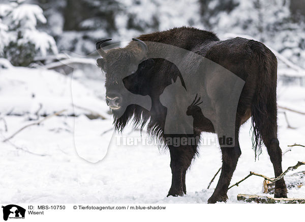 Wisent / Wisent / MBS-10750