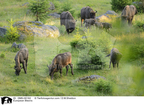 Wisente / European Bisons / DMS-08182