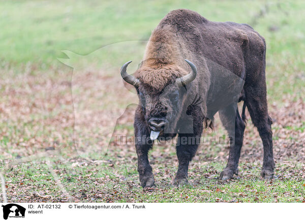 Wisent / wisent / AT-02132