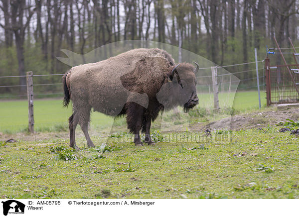 Wisent / Wisent / AM-05795