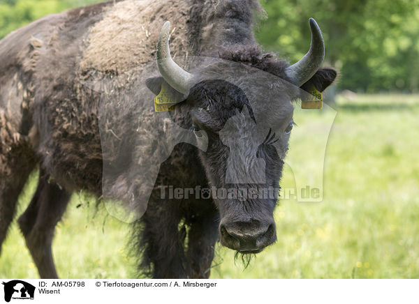 Wisent / Wisent / AM-05798