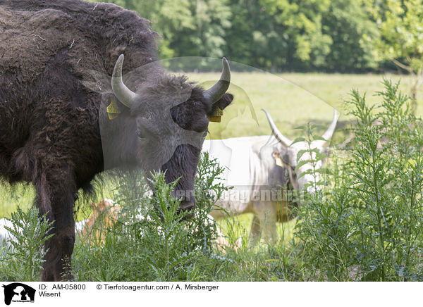 Wisent / Wisent / AM-05800
