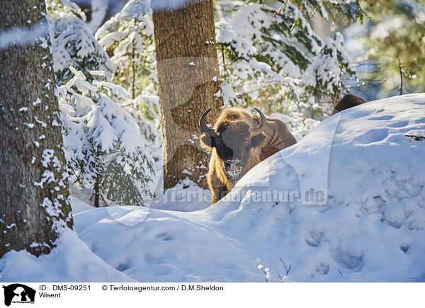Wisent / Wisent / DMS-09251