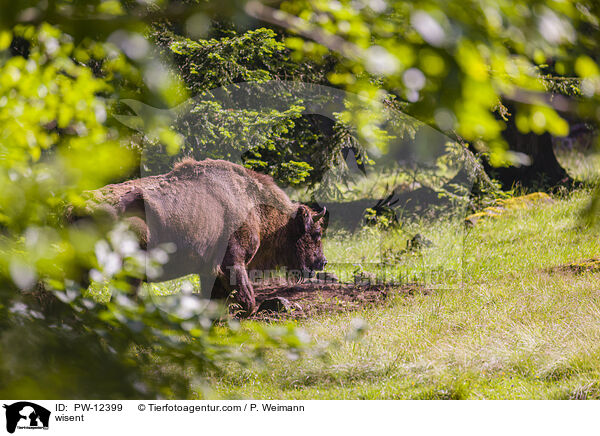 wisent / PW-12399