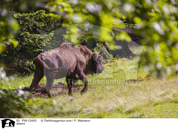 Wisent / wisent / PW-12400