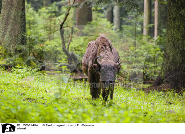 Wisent / wisent / PW-12404