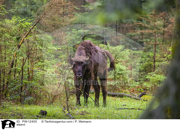 Wisent / wisent / PW-12405